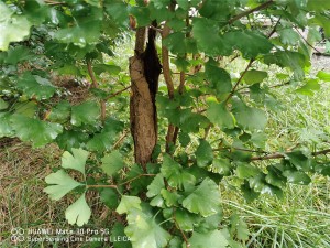 镇宅招财旺人的植物