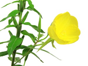 月见草的养殖方法和注意事项