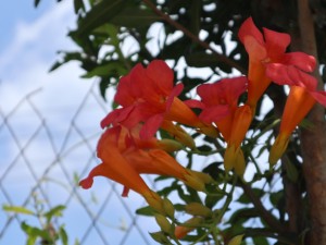 凌霄花叶子干枯怎么回事，叶子枯萎打卷