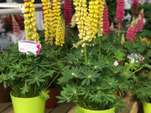 羽扇豆黄叶的原因和处理办法