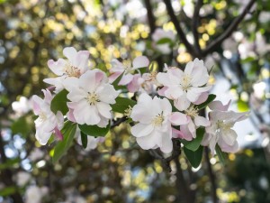 铁海棠叶子变黄怎么办