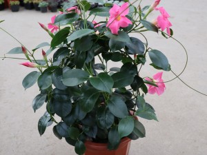 飘香藤的养殖方法和注意事项