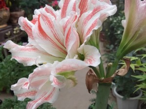 朱顶红几月份剪叶子