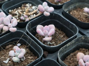 桃之卵叶片不红怎么办