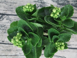 长寿花适合在室内养吗