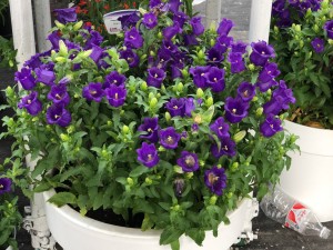 风铃草什么时候开花