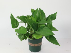 绿萝生虫怎么办