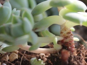 如何预防多肉植物的黑腐病