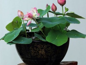 五种不适合直接浇花的水，错浇一盆死一盆！