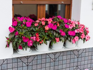 凤仙花的种植方法