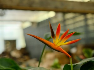 鹤望兰叶子发黄开裂怎么办