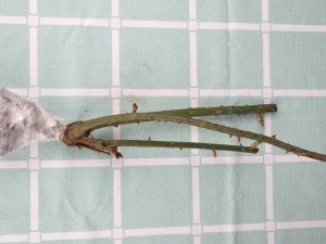 薄荷与艾草，驱虫又利身心