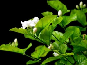茉莉花叶子发黄怎么办？