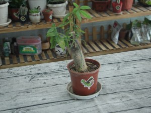 发财树树枝折了怎么办