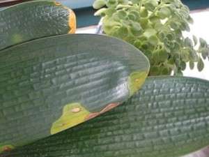 君子兰的叶黄斑病诊治？