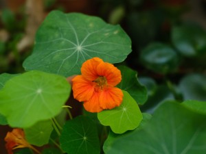 旱金莲有毒吗可以家养吗