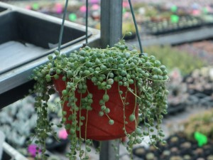 珍珠吊兰虽好看，可是放在室内养你真的放心吗？