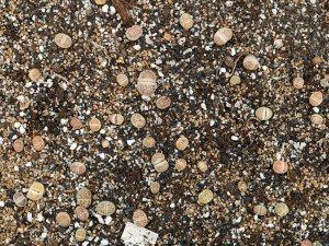 生石花的繁殖方法