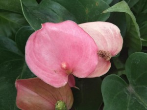 红掌可以放在客厅吗