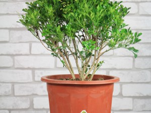 米兰花冬季怎么养