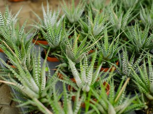 条纹十二卷授粉方法