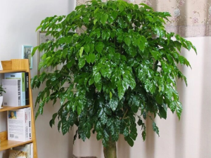 绿宝树叶子下垂怎么办？