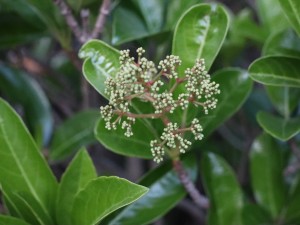 石楠花的功效和作用