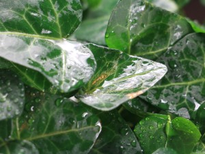 常春藤的花语和象征意义