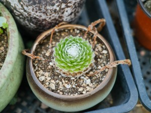 蛛丝卷绢怎么养