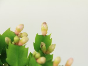 蟹爪兰风水摆放禁忌