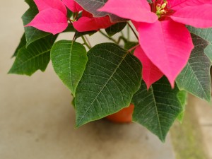 一品红的四季养护方法