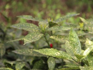 洒金榕有毒吗，可以放在室内吗