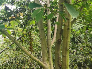 玉兰花花语是什么