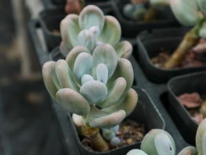 知道了这15件事，你就成为“多肉专家”了！