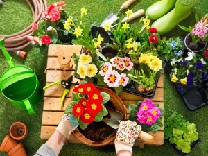 玉树叶子发黄了怎么回事，有什么解决方法