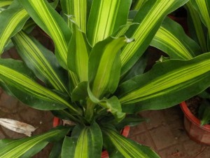 巴西铁叶子耷拉怎么办