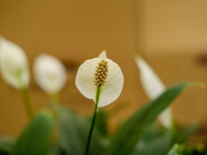 水培白掌叶尖发黑的原因