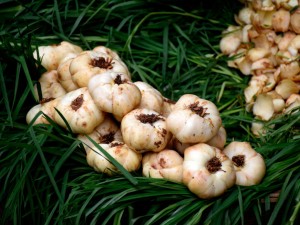 大蒜水的功效与作用，大蒜水怎么做