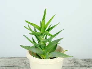 芦荟能放在卧室里吗