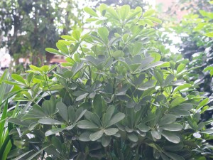 鸭脚木虫害及防治方法