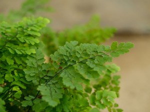 铁线蕨繁殖方法