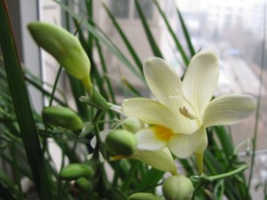 香雪兰叶子发黄怎么办？