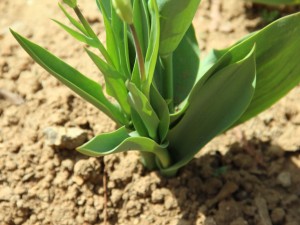 郁金香怎么繁殖