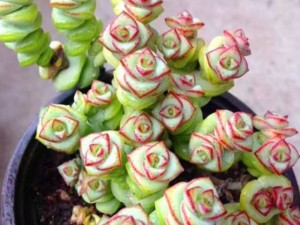 钱串子叶子发黄怎么办？