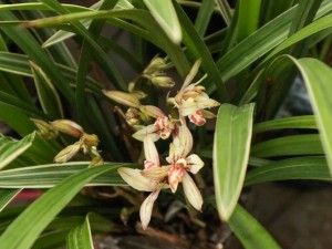 造成兰花空根的原因是什么，如何挽救空根兰花