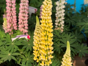 鲁冰花的品种大全