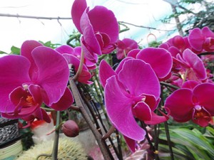 蝴蝶兰叶子发黄变软