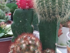 仙人掌烂了怎么补救