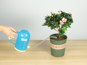 杜鹃花的花语和传说