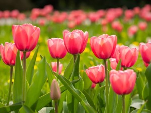 郁金香有什么样的故事呢